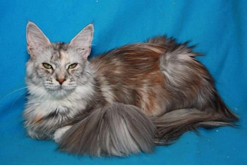 Maine Coon