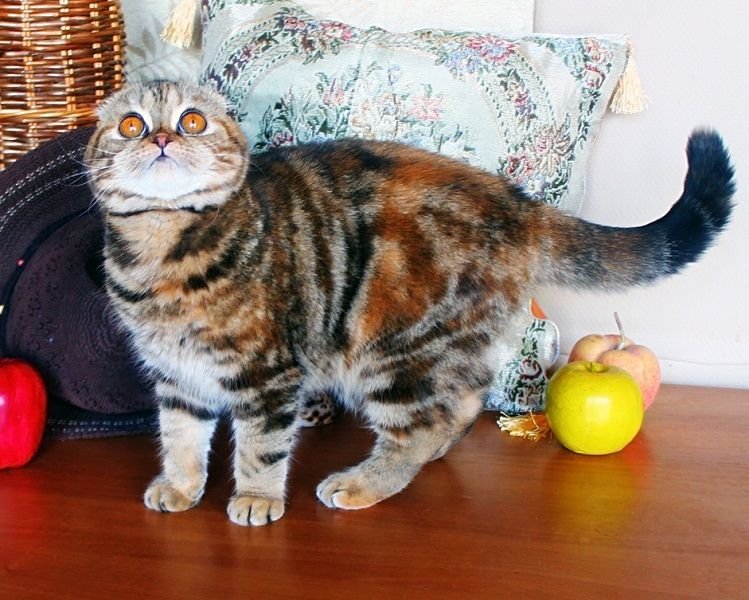 Scottish Fold