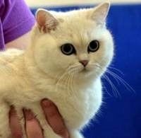 British Shorthair cat