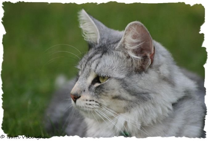 Norwegische Waldkatze Katze