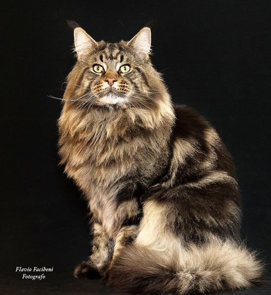 Maine Coon