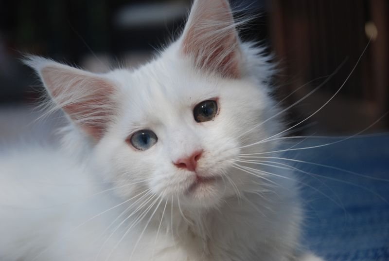 Maine Coon
