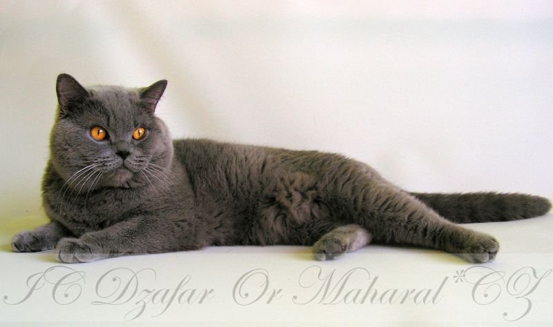 British Shorthair