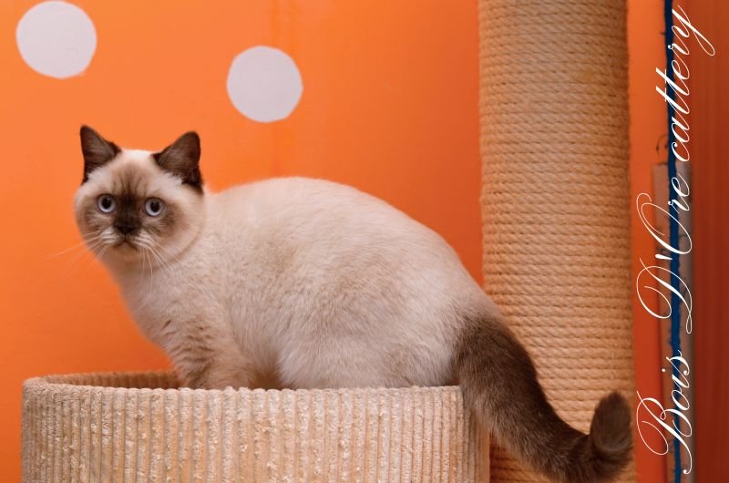 British Shorthair