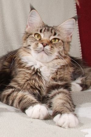 Maine Coon
