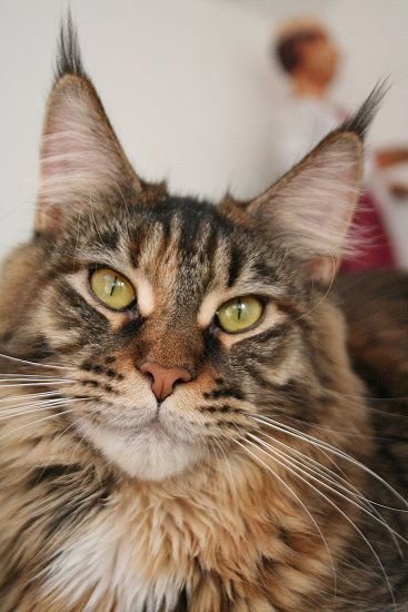 Maine Coon