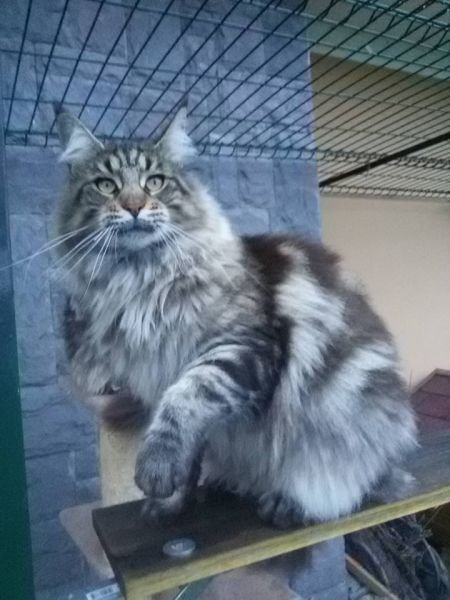 Maine Coon