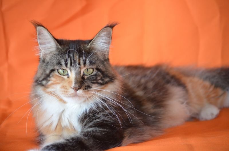 Maine Coon