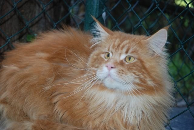Maine Coon