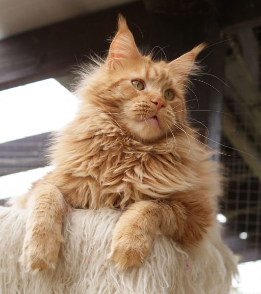 Maine Coon