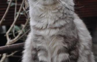 Maine Coon