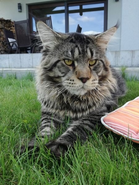 Maine Coon