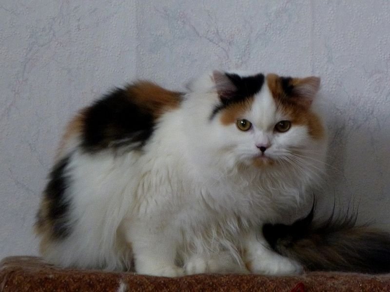 Scottish Fold cat