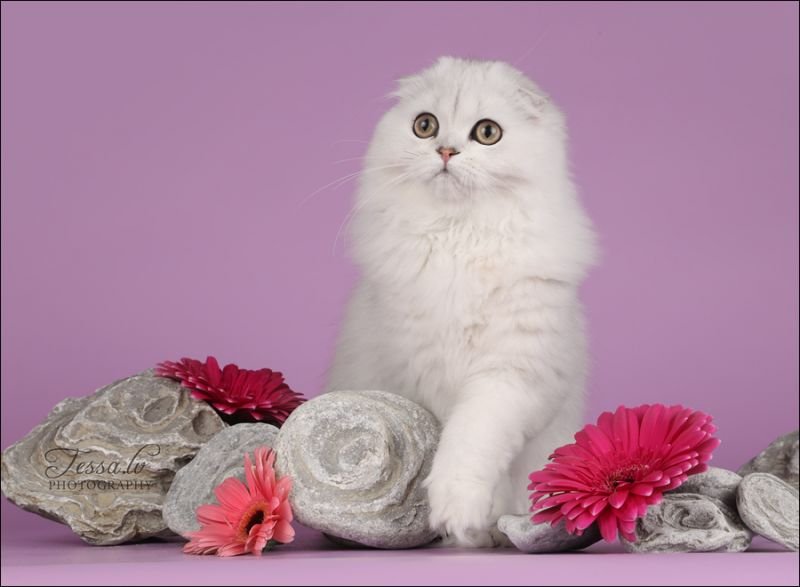 Scottish Fold cat
