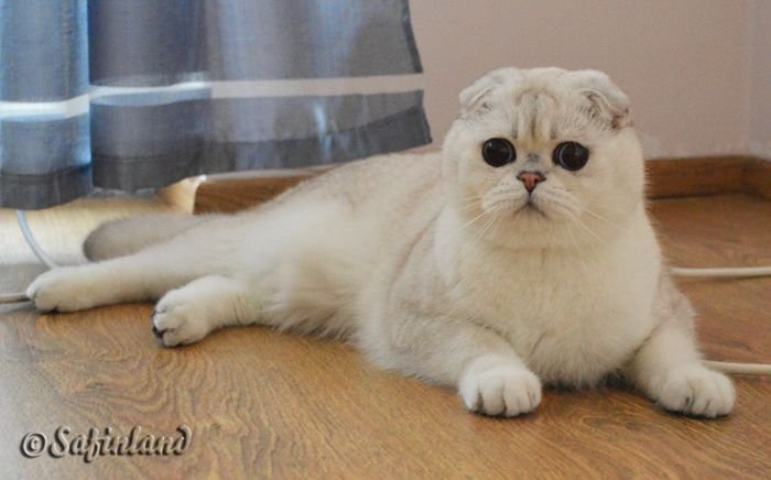 Scottish Fold