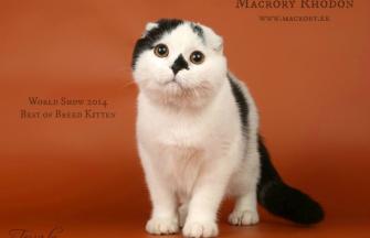 Scottish Fold