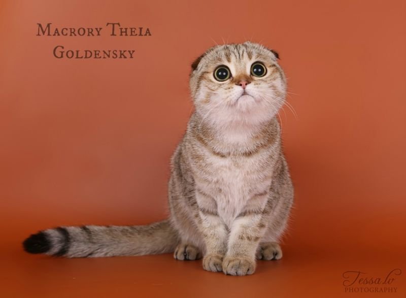 Macrory Theia Goldensky