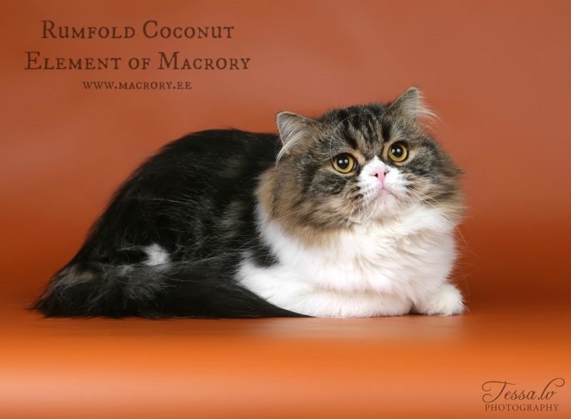 Rumfold Coconut Element of Macrory