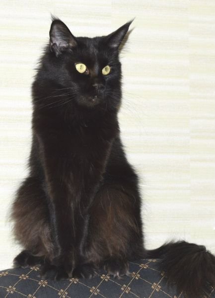 Maine Coon