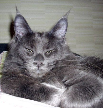 Maine Coon