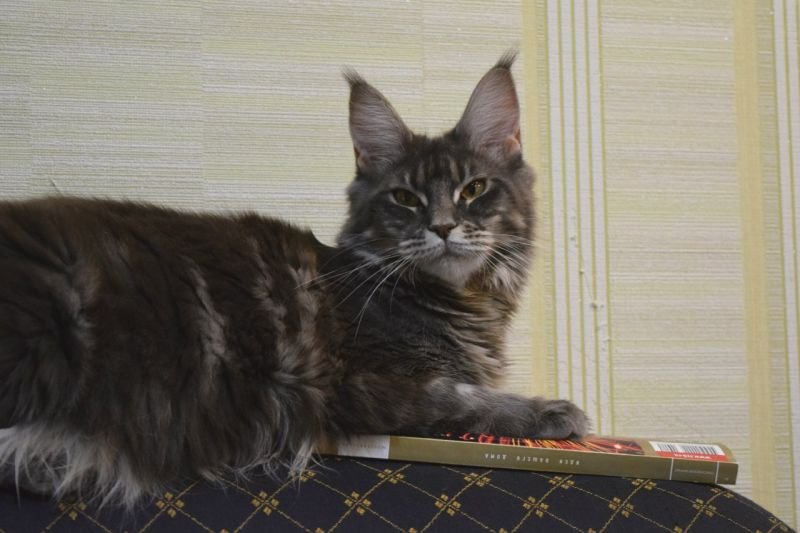 Maine Coon