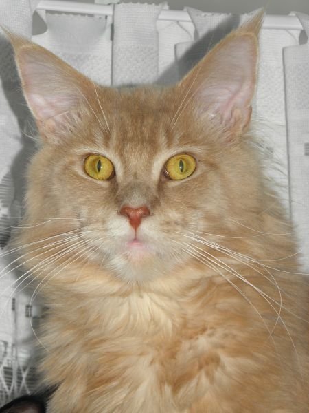 Maine Coon