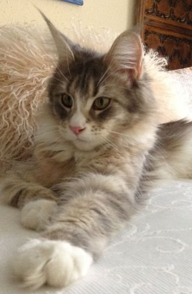 Gato Maine Coon