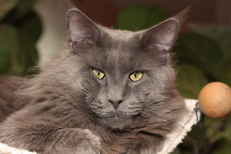 Maine Coon