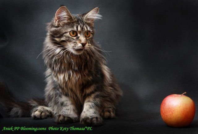 Maine Coon