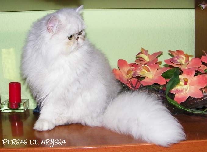 Phoenix de de Aryssa