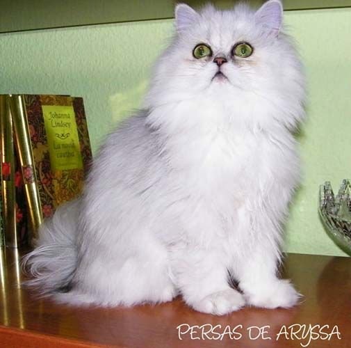 Wendy de Aryssa