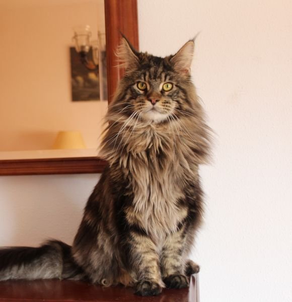 Maine Coon