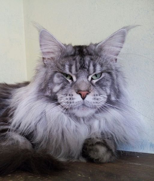 Maine Coon