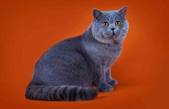 British Shorthair Blue Kittens British Shorthair Litter