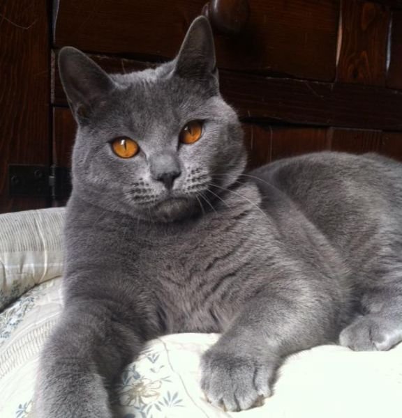 Chartreux