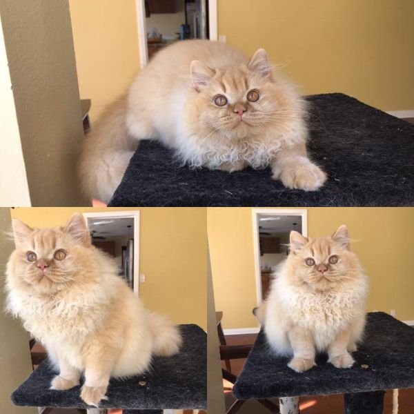 Catskingdomusa Beatrice