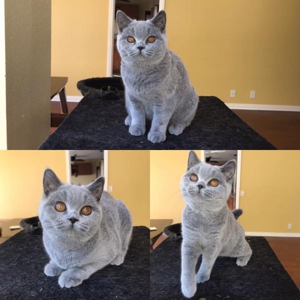 British Shorthair