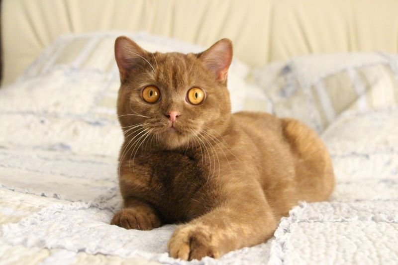 British Shorthair