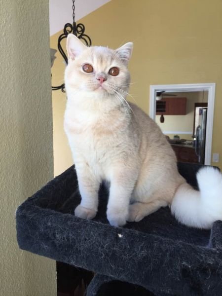 Cats Kingdom*USA Angelina