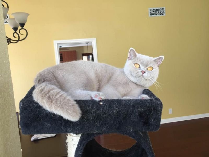 British Shorthair
