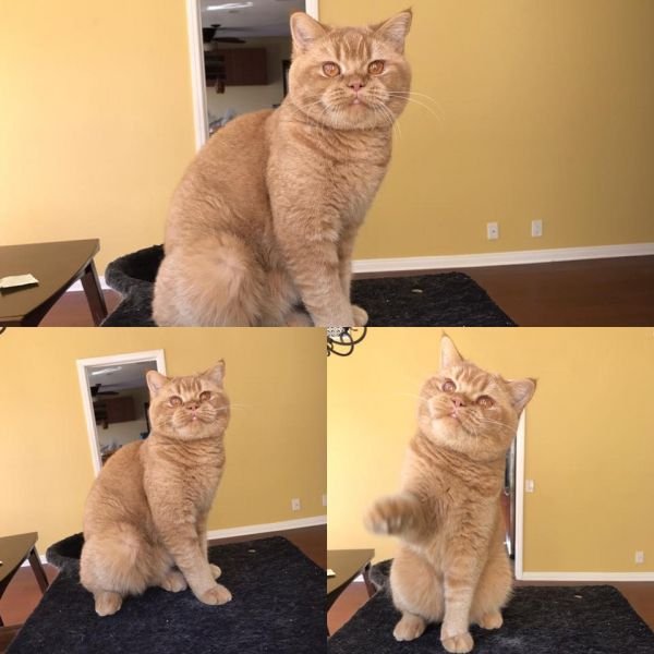 British Shorthair