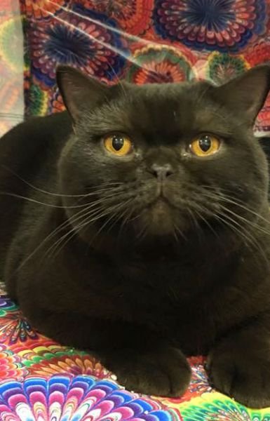 British Shorthair