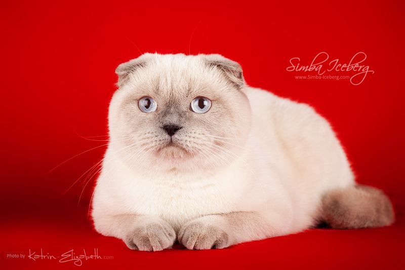 Cruel Morgana of Simba Iceberg