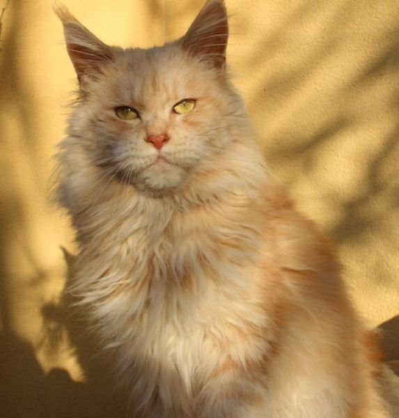 Maine Coon