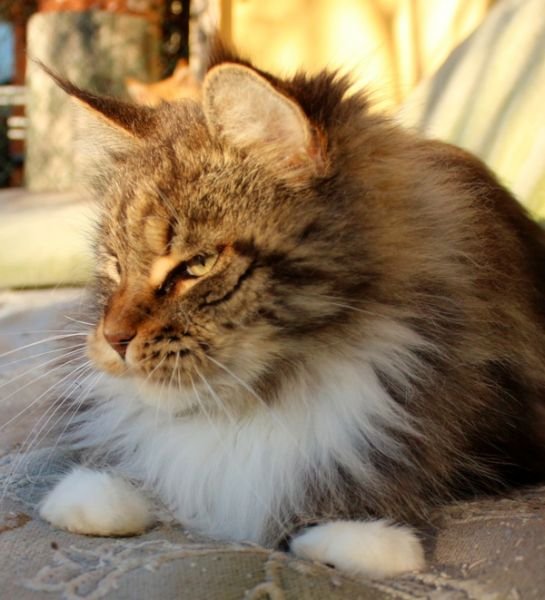 Maine Coon