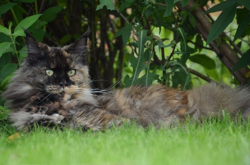Alisa Milacoon*BY