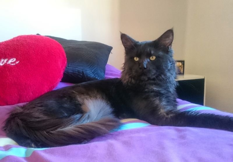 Maine Coon