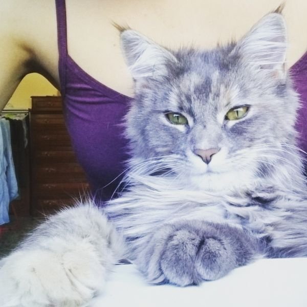 Maine Coon