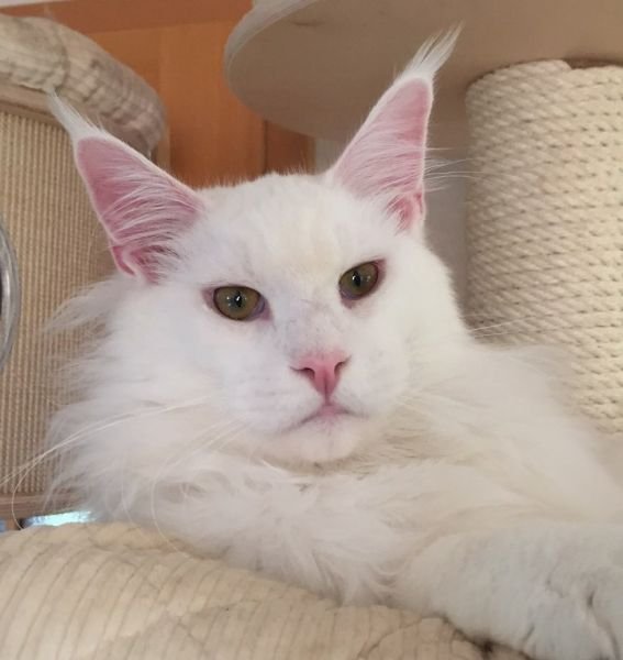 Maine Coon