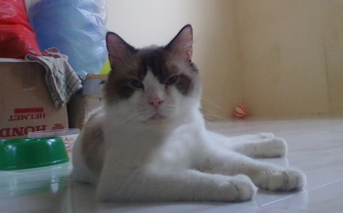 Ragdoll